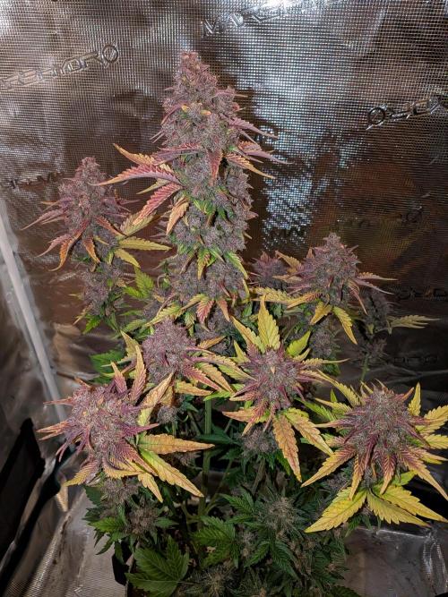 Feel Rainbow, Taste the Rainbow Growmie. Week 12