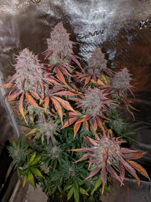 Feel Rainbow, Taste the Rainbow Growmie. Week 12