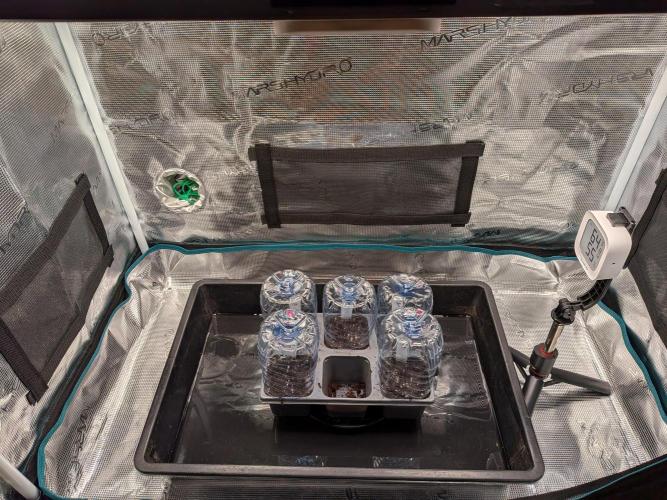 Northern Lights & Critical. Week 0