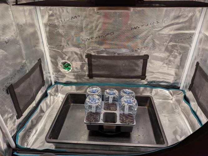 Northern Lights & Critical. Week 0