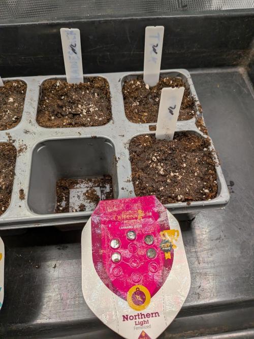 Northern Lights & Critical. Week 0