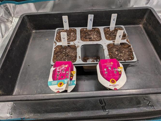 Northern Lights & Critical. Week 0