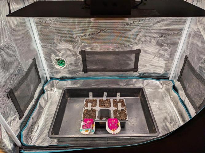 Northern Lights & Critical. Week 0