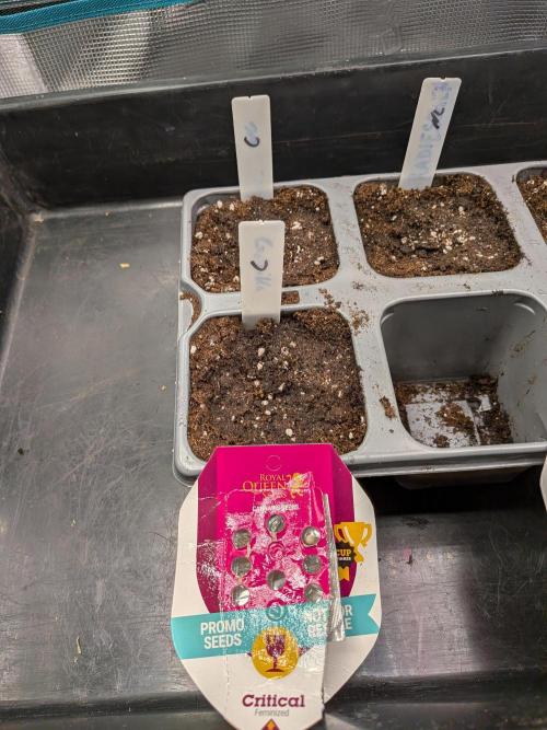 Northern Lights & Critical. Week 0