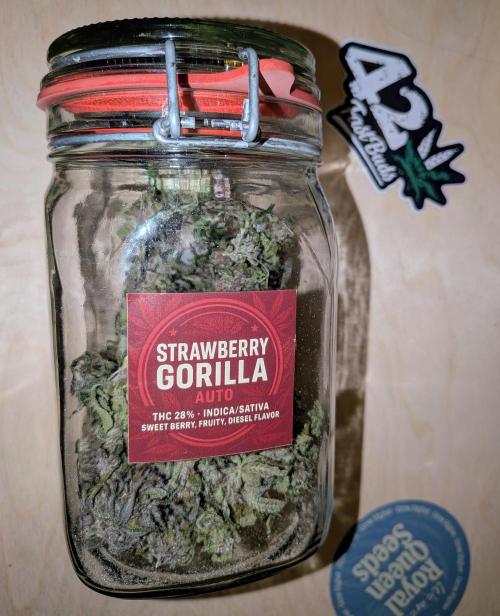 Feel Rainbow, Taste the Rainbow Growmie. Week 12