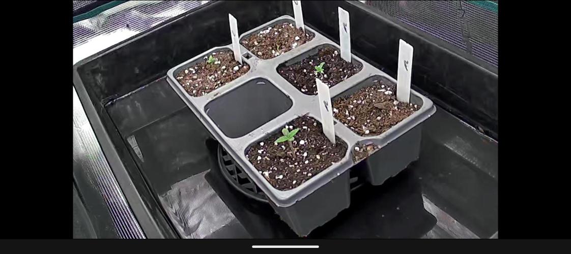 Northern Lights & Critical. Week 0 - 7 days later 