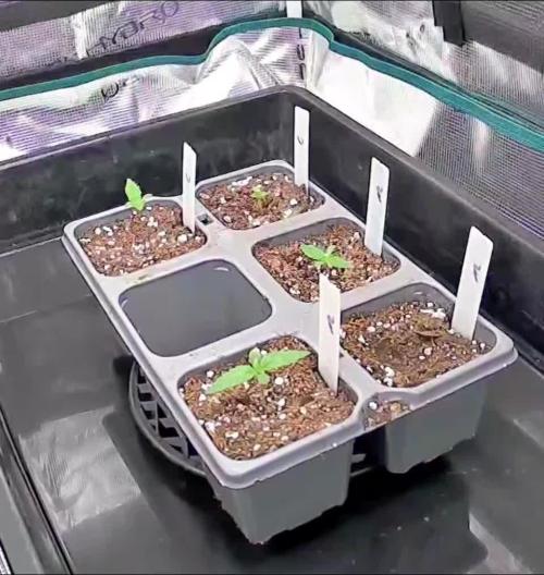 Northern Lights & Critical