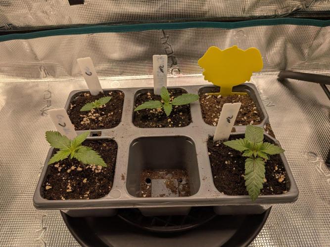 Northern Lights & Critical. Week 1