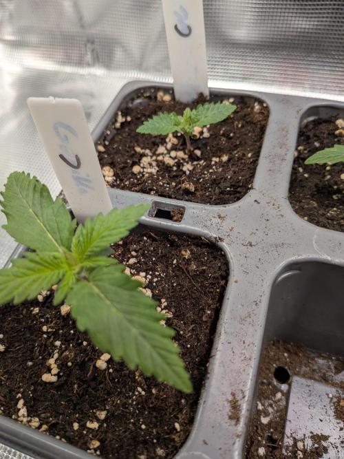 Northern Lights & Critical. Week 1