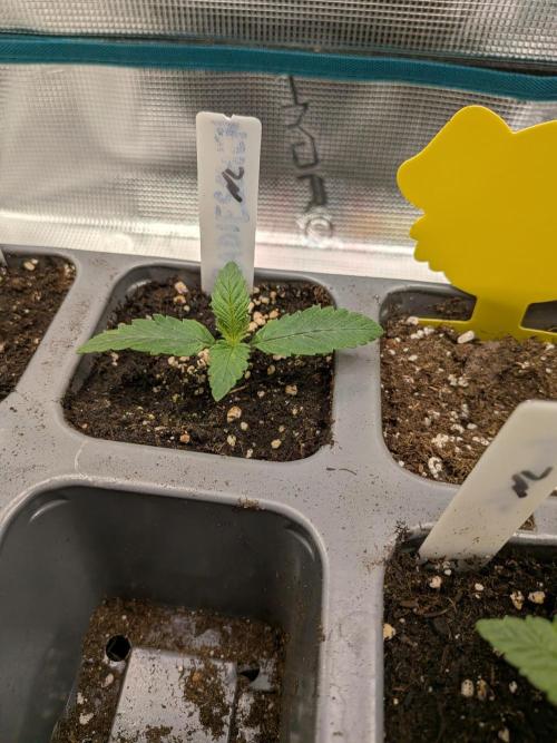 Northern Lights & Critical. Week 1