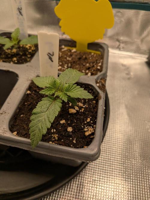 Northern Lights & Critical. Week 1