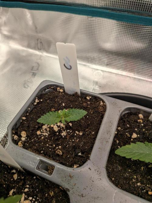 Northern Lights & Critical. Week 1