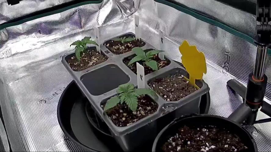 Northern Lights & Critical