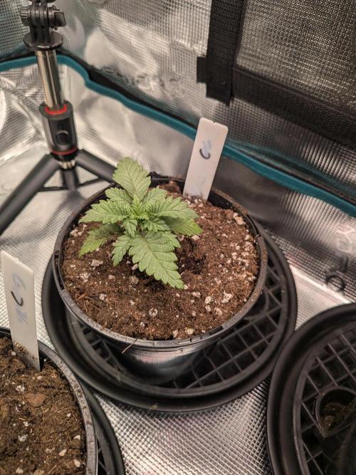 Northern Lights & Critical. Week 2