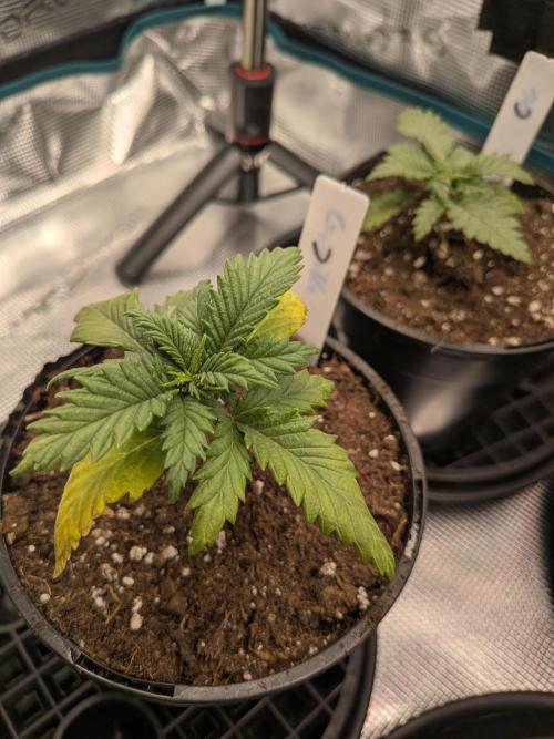 Northern Lights & Critical. Week 2