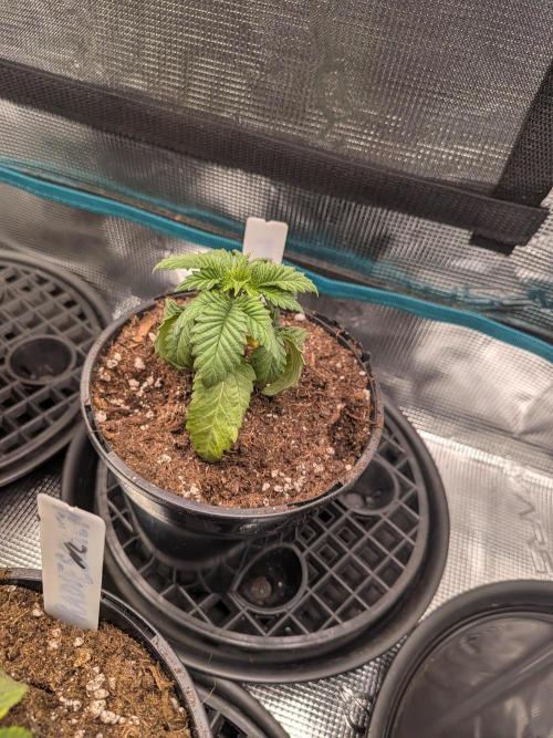 Northern Lights & Critical. Week 2