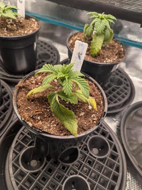 Northern Lights & Critical. Week 2