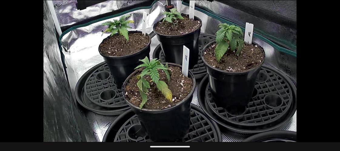 Northern Lights & Critical. Week 2