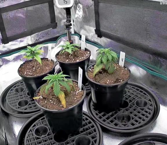 Northern Lights & Critical