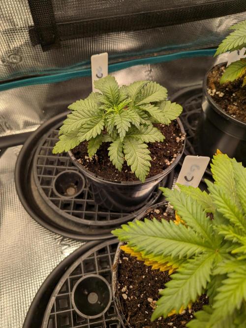 Northern Lights & Critical. Week 3