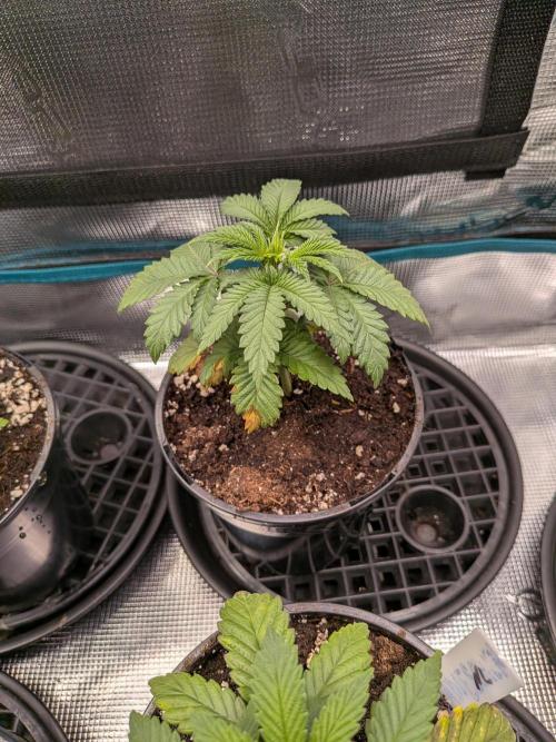 Northern Lights & Critical. Week 3