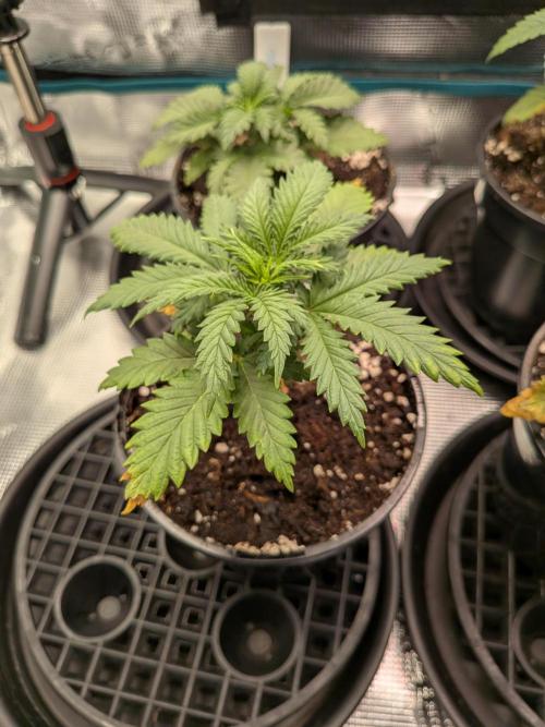 Northern Lights & Critical. Week 3