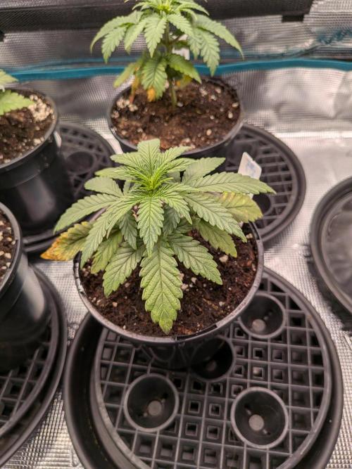 Northern Lights & Critical. Week 3