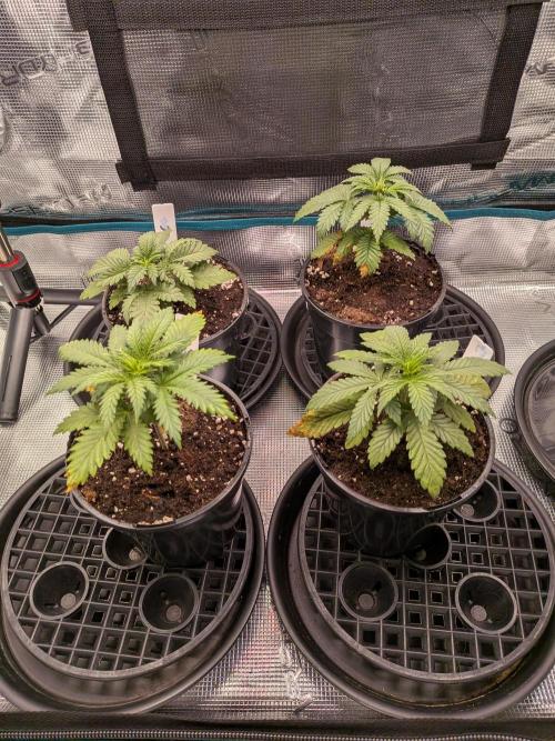 Northern Lights & Critical. Week 3