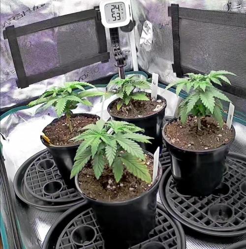 Northern Lights & Critical