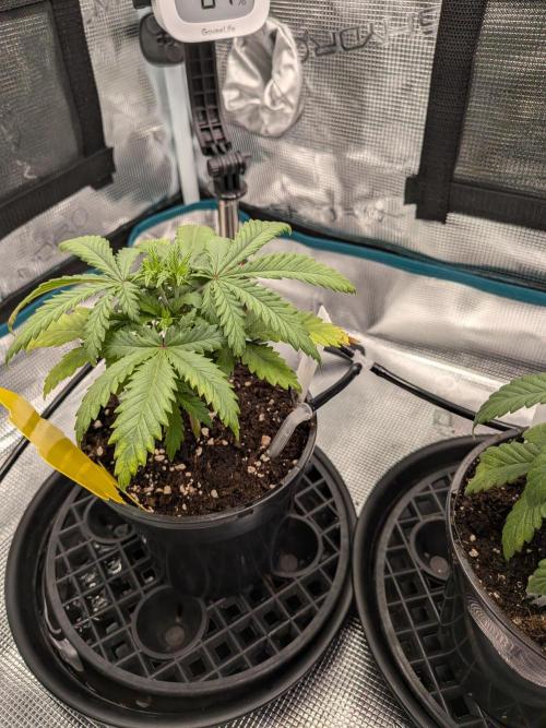 Northern Lights & Critical. Week 4