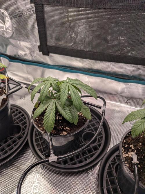 Northern Lights & Critical. Week 4