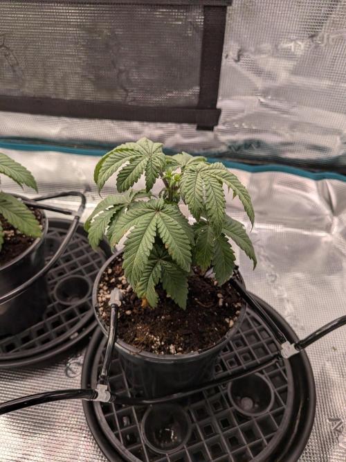 Northern Lights & Critical. Week 4