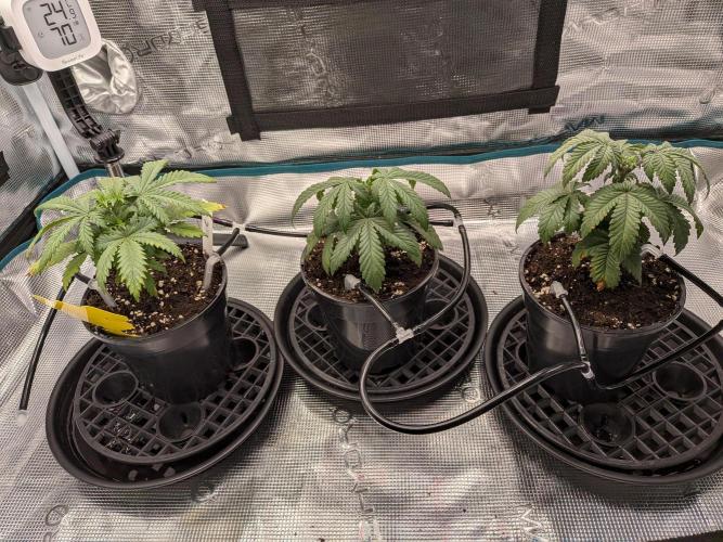 Northern Lights & Critical. Week 4