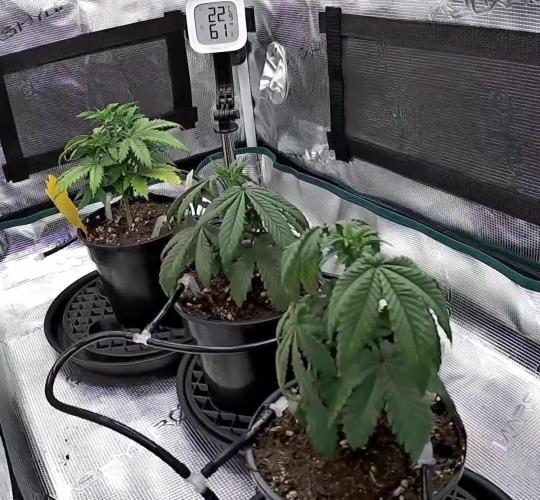 Northern Lights & Critical