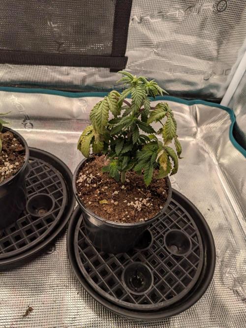 Northern Lights & Critical. Week 5