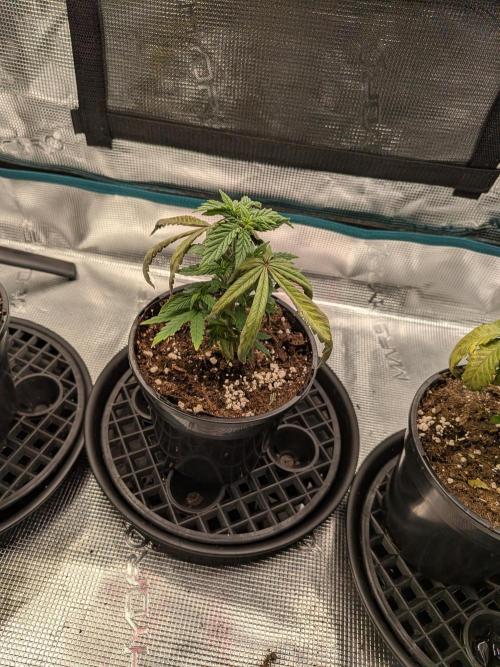 Northern Lights & Critical. Week 5