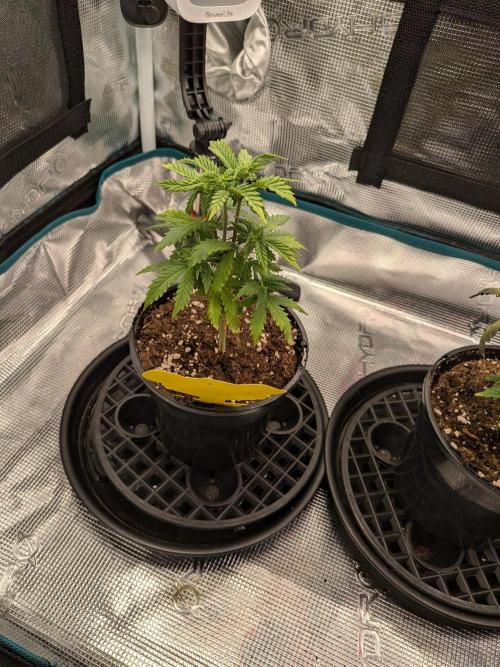 Northern Lights & Critical. Week 5