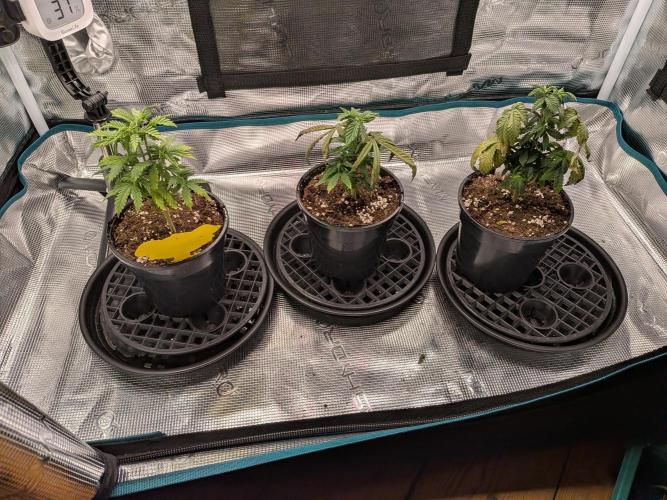 Northern Lights & Critical. Week 5