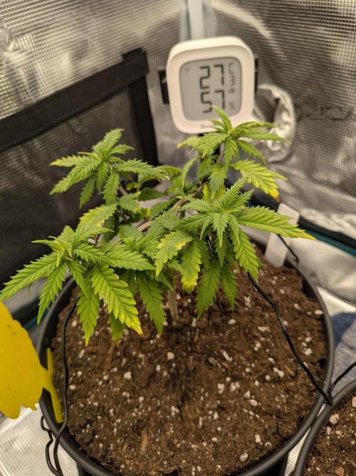 Northern Lights & Critical. Week 6