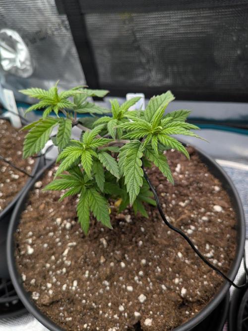 Northern Lights & Critical. Week 6