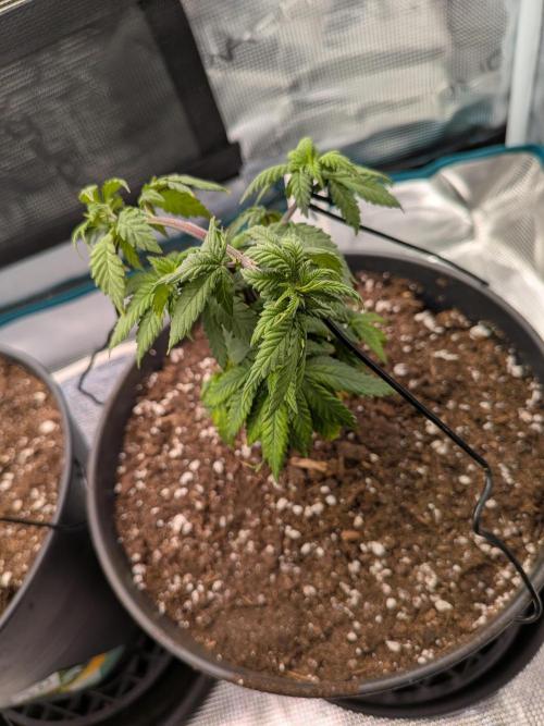 Northern Lights & Critical. Week 6