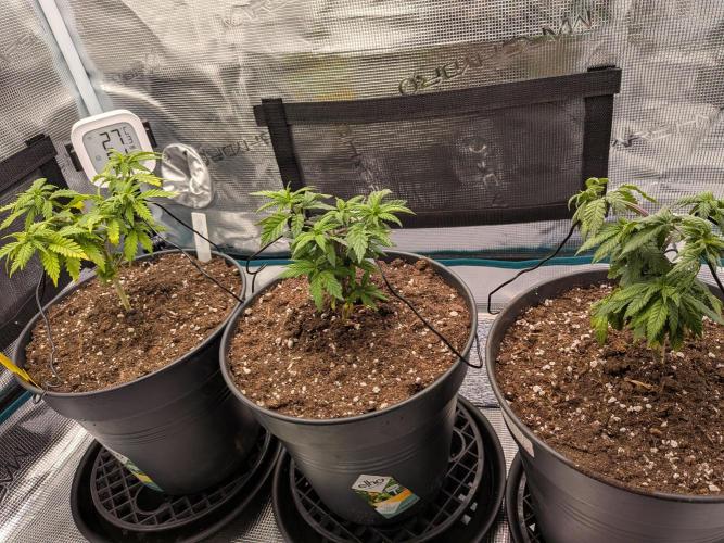 Northern Lights & Critical. Week 6