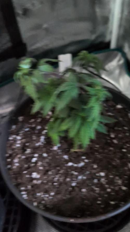 Northern Lights & Critical