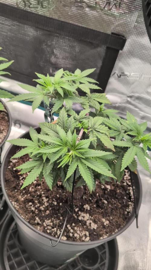 Northern Lights & Critical