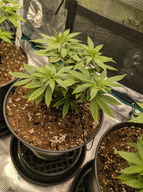 Northern Lights & Critical. Week 7