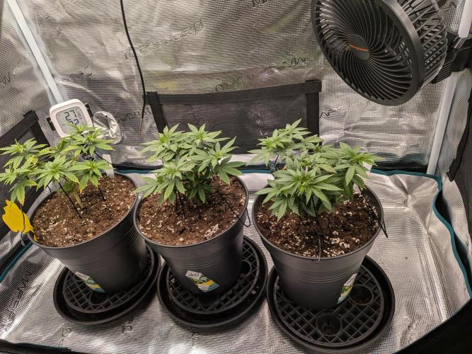Northern Lights & Critical. Week 7
