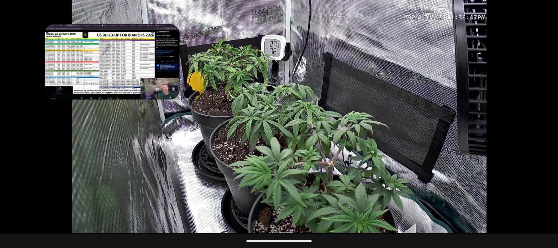 Northern Lights & Critical. Week 8