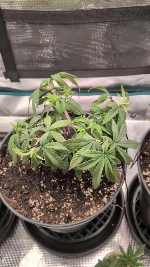 Northern Lights & Critical