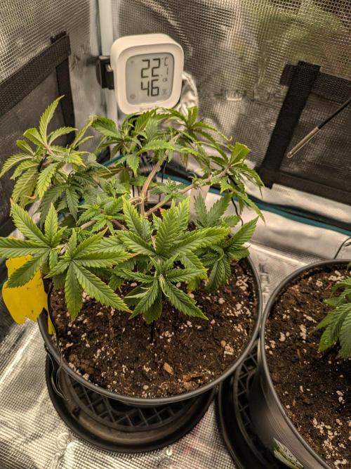 Northern Lights & Critical. Week 8