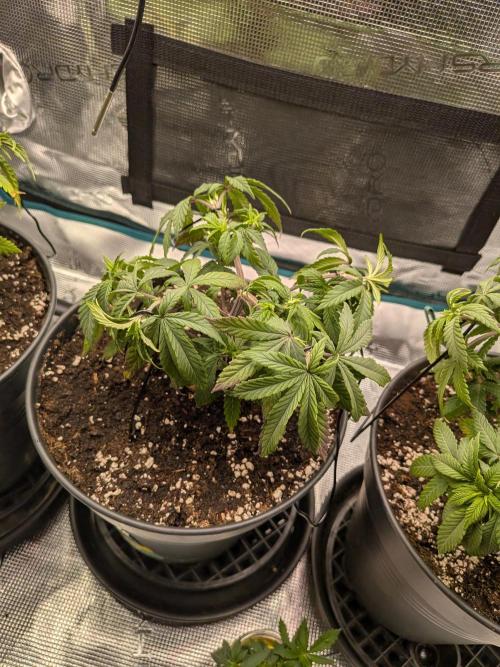 Northern Lights & Critical. Week 8